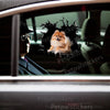 Cute Pomeranian cracked glass sticker applied smoothly onto a car door.
