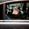 Shih Tzu peeking through broken glass decal applied smoothly on a car door exterior.