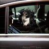 Playful Shih Tzu Vinyl sticker displayed cleanly on a white car door exterior.