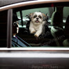 Cute Shihtzu dog decal applied seamlessly onto the smooth exterior of a white car door.