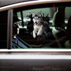 Vibrant Siberian Husky sticker displayed smoothly on a white car door exterior.