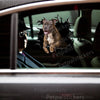 Staffordshire Bull Terrier decal applied cleanly onto a white car door window.