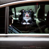Glossy Tuxedo Cat decal displayed on a clean car door surface showcasing realistic peeking cat artwork.