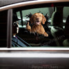 Realistic Vizsla peeking graphic decal displayed on an exterior car door.