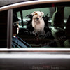 White Boxer Dog vinyl decal applied cleanly to the smooth exterior car door surface.