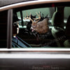 Vibrant Whitetail Deer vinyl sticker placed cleanly across a car door panel on an outdoor vehicle.