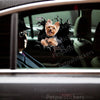 Charming Yorkie decal smoothly applied to a white car door exterior.