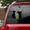 [bv0020-snf-tnt]-parrot-crack-sticker-birds-lover
