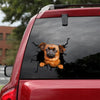 [th0257-snf-tpa]-griffon-bruxellois-crack-car-sticker-dogs-lover
