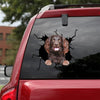 [bv0143-snf-tpa]-boykin-spaniel-crack-car-sticker-dogs-lover
