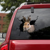 Rabbit Crack Decor Decal Funny Gifs Custom Sticker Labels Christmas Gift Ideas For Mom - Wildlife & Nature die-cut waterproof vinyl sticker decal