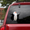 Cockatoo Crack Decals For Walls The Cutest Sticker Maker Care Package Ideas - General die-cut waterproof vinyl sticker decal