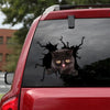 [th0011-snf-lad]-exotic-cat-crack-sticker-cats-lover