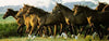 Horse Horses Vinyl Graphic Truck Tailgate Wrap American Flag Funny Black Flag Stickers For Vehicles