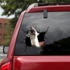 [da0446-snf-tnt]-funny-llama-crack-car-sticker-animals-lover-appy-outside-12x12inch