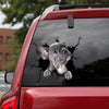 [bh0435-snf-tnt]-french-bulldog-crack-car-sticker-dogs-lover