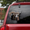 Mouflon Crack Sticker For Car Happy Name Tag Stickers Cute Gifts For Girlfriend - General die-cut waterproof vinyl sticker decal
