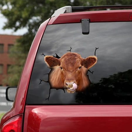 Angus Cattle Crack Sticker Chart Cuteness Overloaded Decal Stickers White Elephant Gift Ideas - durable UV resistant bumper and tumbler decal detail