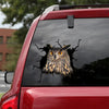 Owl Crack Sticker Car Window Super Cute Stickers Para Carros Secret Santa Gift Ideas - Wildlife & Nature die-cut waterproof vinyl sticker decal