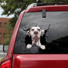 [dt0479-snf-tnt]-dalmatian-crack-car-sticker-dogs-lover
