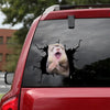 Ferret Crack Sticker Car Window Funny Vehicle Decals Gifts For Friends - Small Pets die-cut waterproof vinyl sticker decal