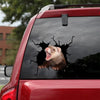 Ferret Crack Decal For Car Window Your Cute Anime Car Sticker Best Christmas Gifts 2021 - Small Pets die-cut waterproof vinyl sticker decal