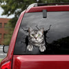 American Shorthair Cat Crack Sticker Car Window Funny Custom Bumper Stickers Dog Memorial Gifts - Dog Lovers die-cut waterproof vinyl sticker decal