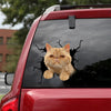 Exotic Cat Crack Sticker For Back Window Wiper Funny Avery Sticker Paper New Dad Gifts - Cat Lovers die-cut waterproof vinyl sticker decal