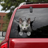 Russian Blue Cat Crack Decals For Cars Cool Custom Made Stickers Birthday Gifts For Men - Cat Lovers die-cut waterproof vinyl sticker decal
