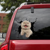[dt0989-snf-tnt]-scottish-fold-cat-crack-car-sticker-cat-lovers
