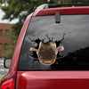 [dt1102-snf-tnt]-catfish-crack-car-sticker-fish-lovers