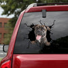 [ha0251-snf-tnt]-bullmastiff-crack-car-sticker-dogs-lover