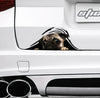 little-pug-crack-sticker-dogs-lover