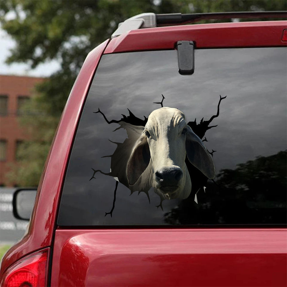 [sk1193-snf-tnt]-brahman-cow-crack-sticker-cattle-lover