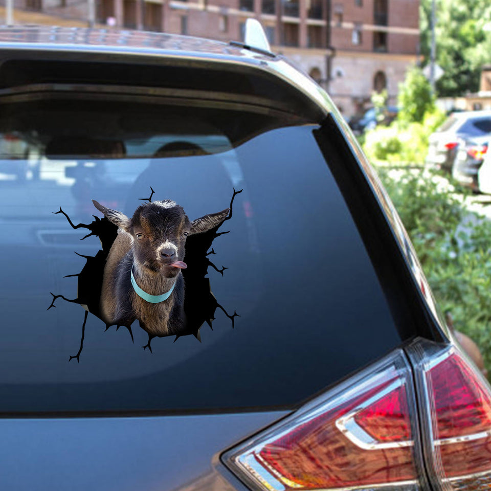Pygmy Goat Crack Bumper Sticker a Cute Face Stickers Gifts