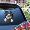 Border Collie crack sticker decal in waterproof, UV-resistant vinyl for laptops, tumblers, water bottles, and windows