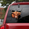 [sk1305-snf-ptd]-scottish-highland-cow-crack-sticker-cattle-lover